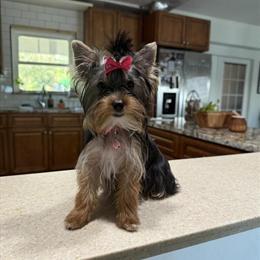 Yorkshire Terrier Female Puppy Available in Sarasota, fl