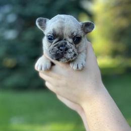 French Bulldog puppies for sale with health guarantee in Croswell, mi