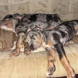 Pocket Bully Puppies - Blue Tri Merle - 12 Weeks Old in Trenton, nj