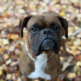 AKC Male Boxer Stud Available in Huntington, wv