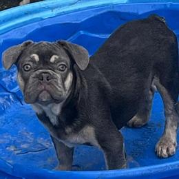 Blue Tri-color Male Puppy with Fluffy Gene in Tampa, fl