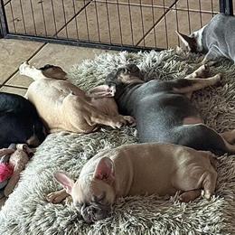 French Bulldog Puppies with Fluffy Genes for Sale in Tampa, fl