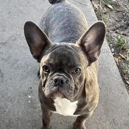 Female Blue Brindle French Bulldog Available Now in Tampa, fl
