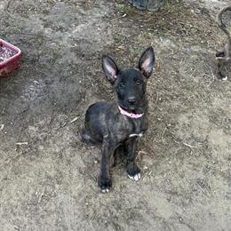 Dutch Shepherd Puppies Available in Atlanta, Georgia - 10 Weeks Old in Atlanta, ga