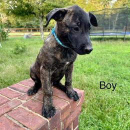 Dutch Shepherd Puppies Ready for New Homes in Atlanta, ga