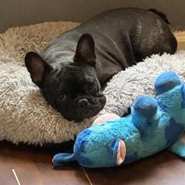 Stud Service Available for AKC/FCI Registered Male in Jacksonville, nc