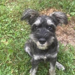 Miniature Schnauzer Available for Rehoming in Crab Orchard, ky