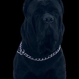 Cane Corso Stud Service Available in Jacksonville, nc