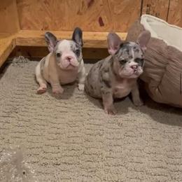 French Bulldog Puppies in Philadelphia, pa