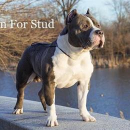 American Bully Puppies Available in Philadelphia, pa
