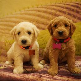 Mini Goldendoodles Available in Alvin, tx