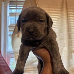 Cane Corso Puppies Available - 5 Weeks Old in Detroit, mi