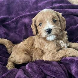 Male Petite Goldendoodle Puppies Ready for Homes in Louisville, ky