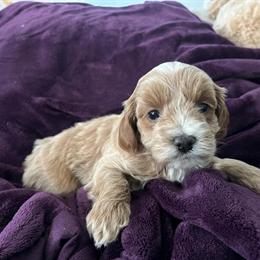 Goldendoodle Male Puppy Available in Louisville, ky