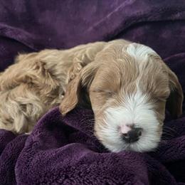 Goldendoodle Male Puppy Available for Adoption in Louisville, ky