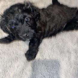 Shihpoo puppies available - 2 males left in Saint Helen, mi