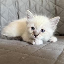Ragdoll Kitten 'SASHA' - Sweet Female Seal Mitted Lynx in Bethlehem, pa