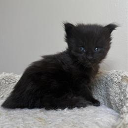 Maine Coon Kitten - Panther, Female, Black, TICA Registered in Bethlehem, pa