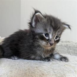 Maine Coon Kitten 'SLATE' - Male Black Tabby, TICA Registered in Bethlehem, pa