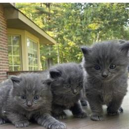 Russian Blue Kittens Ready for Adoption in Troy, mi