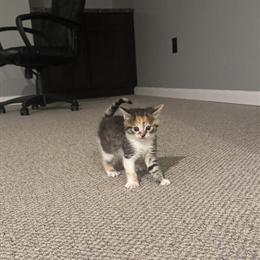 Calico Kitten Ready for Forever Home in Troy, mi