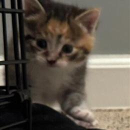 Calico Kittens Ready for Forever Homes in Troy, mi