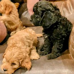 Cockapoo Puppies Available in Gambier, oh