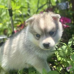 Micro Pomsky Puppy Ready for New Home in Royal Oak, mi