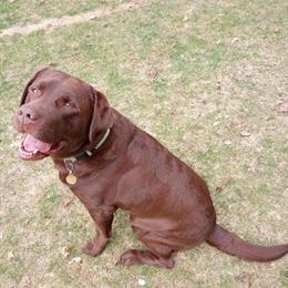 Chocolate Labrador Retriever Stud Available for Puppy Pick in Charlevoix, mi