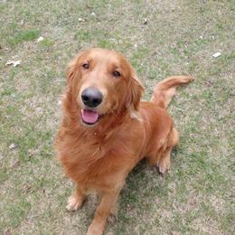 Golden Retriever Stud Available - Beautiful Red Coat in Charlevoix, mi