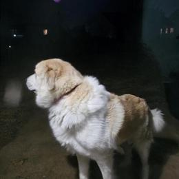 Great Pyrenees mix, 1.5 years old, needs new home in Fort Wayne, in