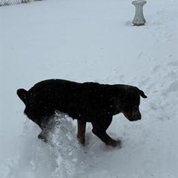 Russell the Friendly Russell Terrier in Muncie, in