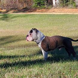 Pocket Bully for Adoption in Montgomery, al