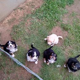 English Shepherd Mix Puppies Available in Louisville, ky