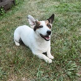 Corkie Puppies Available - Adorable Yorkie/Corgi Mix in Three Rivers, mi
