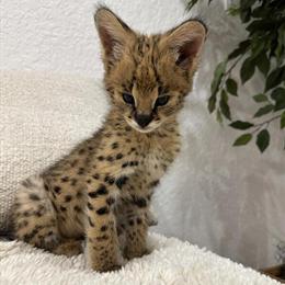 African Serval Kitten - 6 Weeks Old, Friendly and Potty Trained in Miami, fl