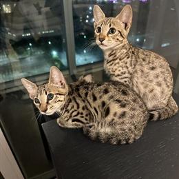 Savannah Kittens Available - Exotic F4 Babies in Miami, fl
