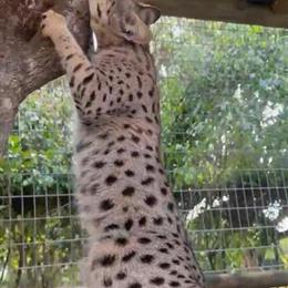 Exotic Savannah Kittens Available in Miami in Miami, fl