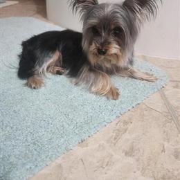 Teacup Male Yorkshire Stud Services Available in Fenton, mi