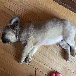 French Bulldog Puppies Available - Adorable and Fluffy in Saint Joseph, mi