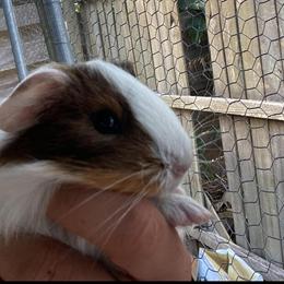 Guinea pigs for $10 in Sarasota in North Port, fl