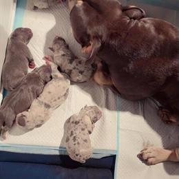 Merle American Bully Puppies for Sale in Summerville, sc