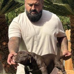 American Bully Puppies Available in Madera, ca