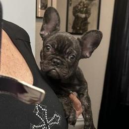French Bulldog Female Available in Belleview, fl