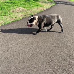Pocket Bullies for Rehoming - 6 Weeks Old in Memphis, tn