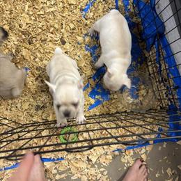 French Bulldog Puppies Available - AKC Registered in Brandenburg, ky
