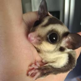 Female sugar glider for adoption in Indianapolis, in
