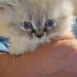 Himalayan Kittens Available in Louisville, oh