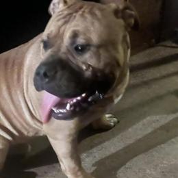Male Pocket Bully Available in Chicago, il