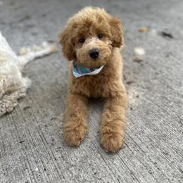 Male F1bb Mini Goldendoodle Puppy Ready for Forever Home in Grand Rapids, mi